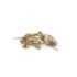 dried anchovies 30g jar image 67cf823a1c922 1280x1280 PetHouse Moldova